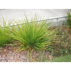 Libertia ixioides Libertia ixioides